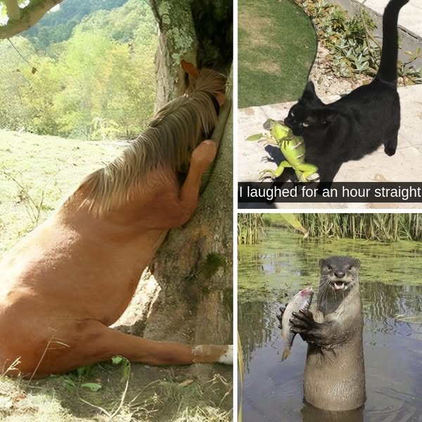 45+ Funny Animal Moments Caught On Camera